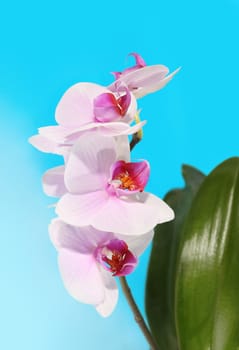 orchid flower