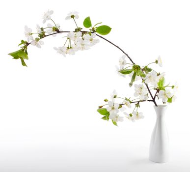 cherry twig in bloom in vase