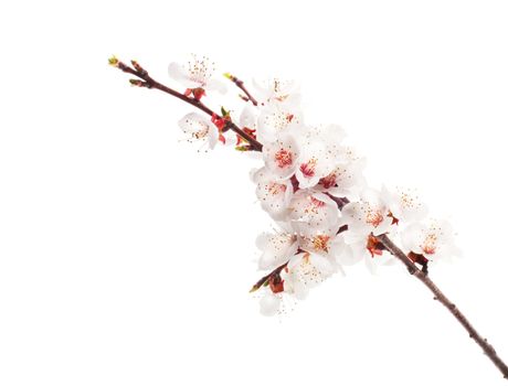 cherry twig in bloom