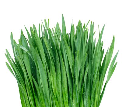 grass with water drops isolated