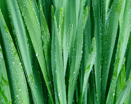 closeup green grass with water drops