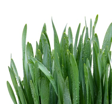 grass with water drops isolated