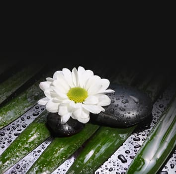 flower with stones