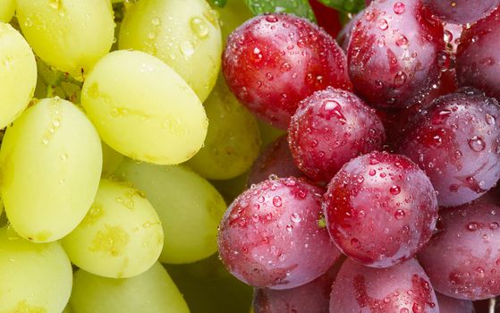 fresh green and rose grapes