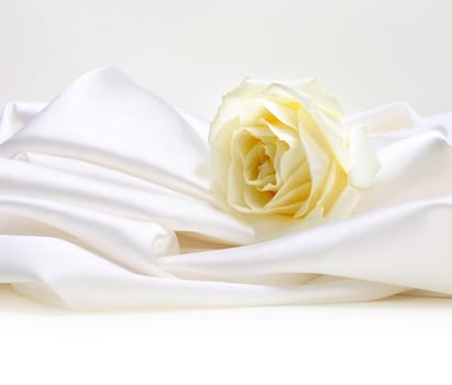 rose on white silk background