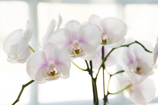 White orchids in front of a window
