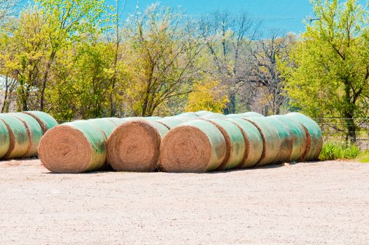 Harvested Rolls of Straw (hay bales) on farmland.