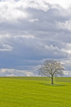 green meadow with tree and clouds