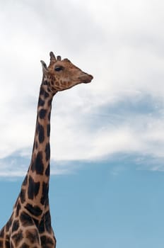 Giraffe portrait on the blue sky with clouds