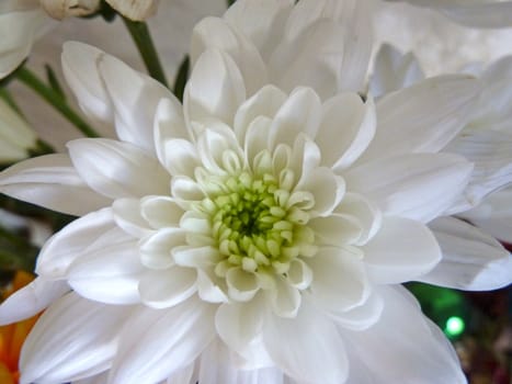 white chrisanthemum flower as a background