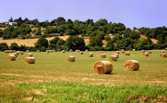 Forage in the rolling countryside of the Murgia, in spring cuts the hay to feed cattle during the winter