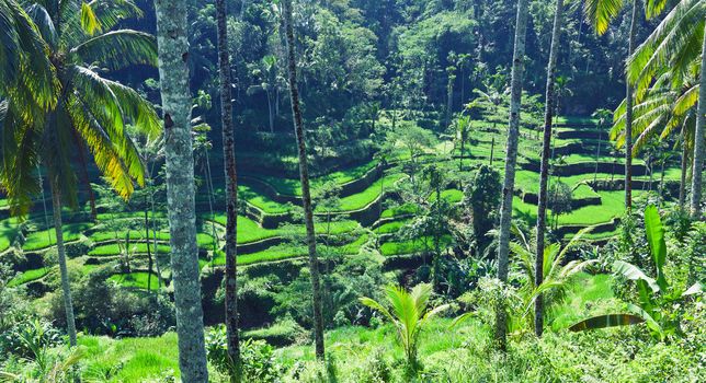 terrace rice fields, Bali, Indonesia 