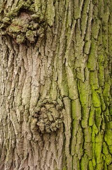 Texture of a tree bark with green moss
