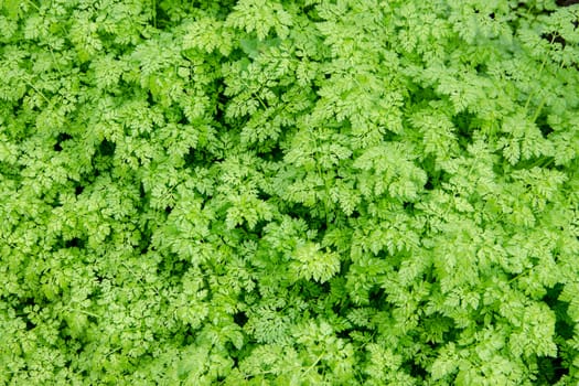 Background of fresh green spring leaves in daylight