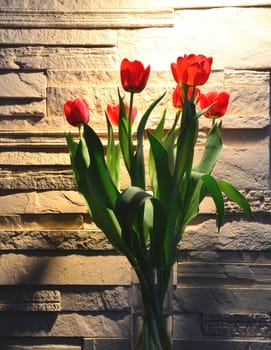 Red tulips against wall