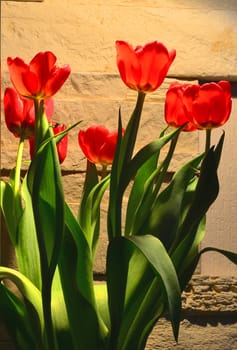 Red tulips against wall