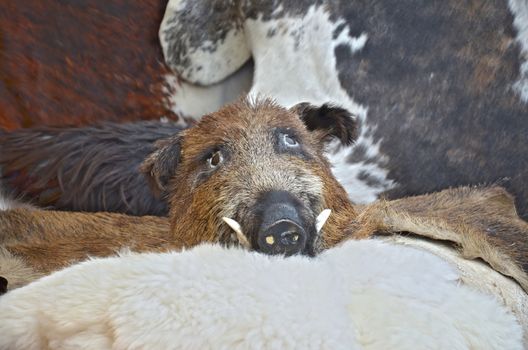 Boar lying on a skins