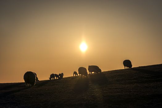 Flock of sheep in a pasture at sunset in spring