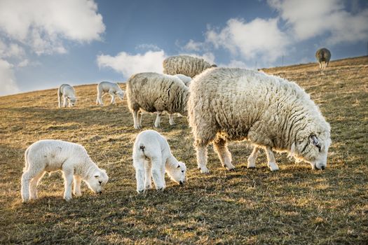 Flock of sheep and lambs in a meadow in the evening with blue sky and clouds