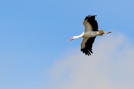 Storkl in flight in the blue sky