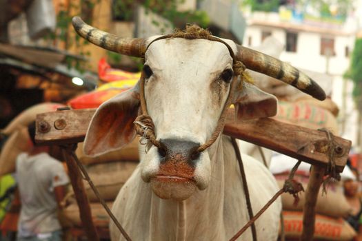 Indian white cow on a street in Delhi