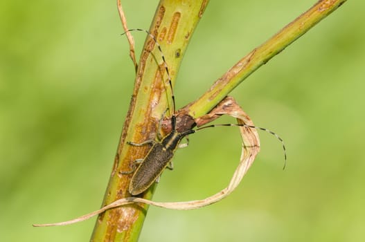Common longhorn beetle on twig, Cerambix