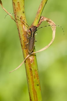 Common longhorn beetle on twig, Cerambix