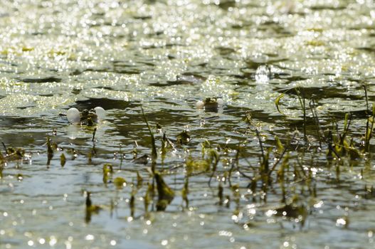 Male green frog, Rana, croaking in a pond under the midday sun