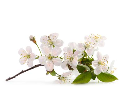 cherry twig in bloom isolated