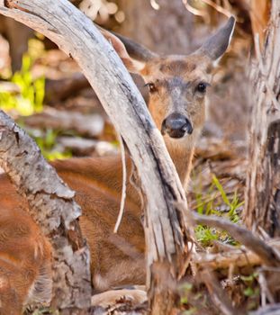 White Tail Deer Hiding in the Brush Hurricane Ridge Olympic National Park Washington