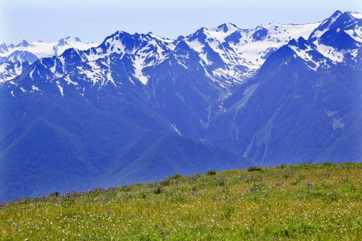 Snow Mountains Hurricane Ridge Olympic National Park Washington State Pacific Northwest Wildflowers Green Valleys Ridge Line