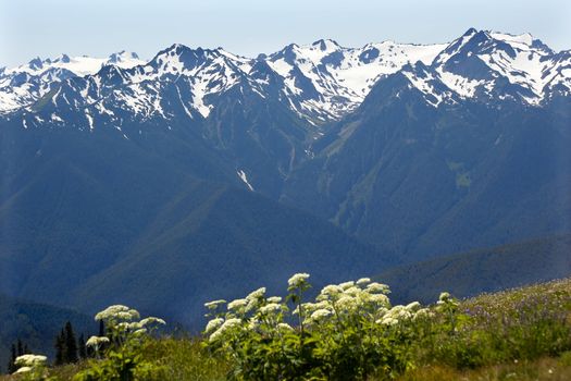 Snow Mountains Hurricane Ridge Olympic National Park Washington State Pacific Northwest Wildflowers Green Valleys Ridge Line