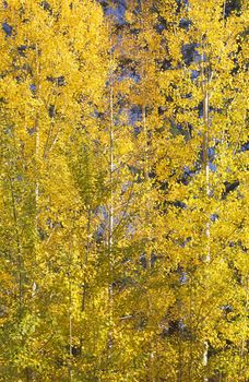 Yellow Gold Quaking Aspen Trees Leaves Close Up Fall Colors Leavenworth Washington, October 10, 2008