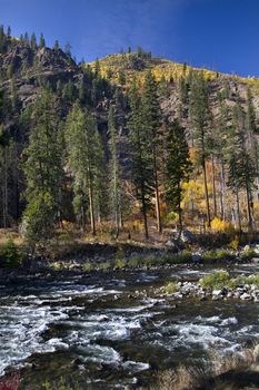 Fall Colors Wenatchee River Yellow Trees Mountain Stevens Pass Leavenworth Washington, October 10, 2008