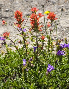 Red Blue Wildflowers Indian Paint Brush Larkspur Close Up Mount Saint Helens Volcano National Park Washington