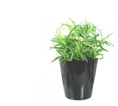 newly transplanted pot of rosemary on white background