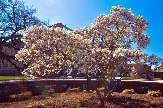 white dogwood blooming along street in a city