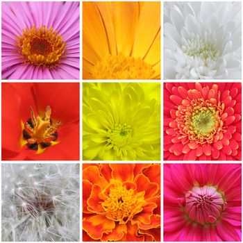 collage with macro photos of flowers