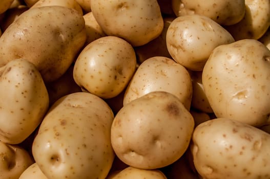 close up of big white potatoes on market stand