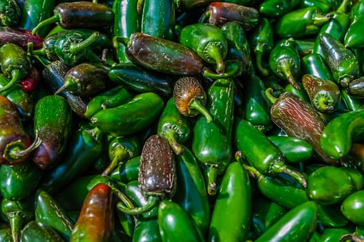 A large group of pretty Jalapeno peppers