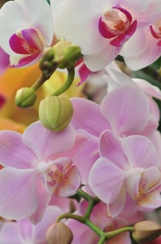 Beautiful white and pink  orchid - phalaenopsis