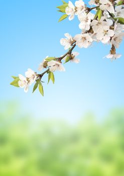 Flowers of cherry on blue sky