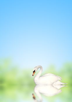 Mute swan on blue water