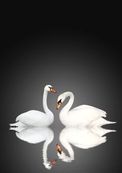 Two white swans on black background