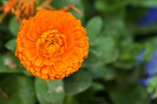 "A little sun that reigns among other garden plants"
