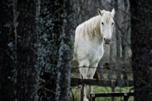 "a horse, like something out of a fairy tale, looks the image behind a group of oaks"