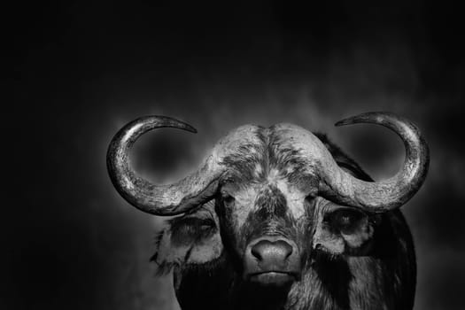"Portrait of an African buffalo on black background"