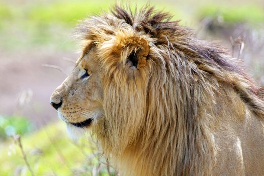 "Profile of a lion's head, with a majestic look"