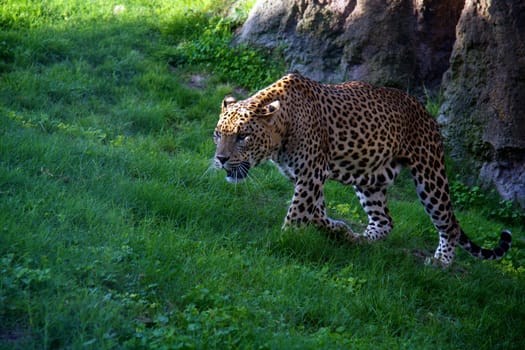 "The leopard walking stealthily on the grass waiting for a prey"