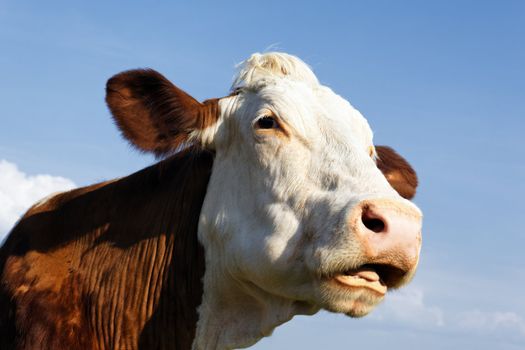 big head of beautiful cow in blue sky